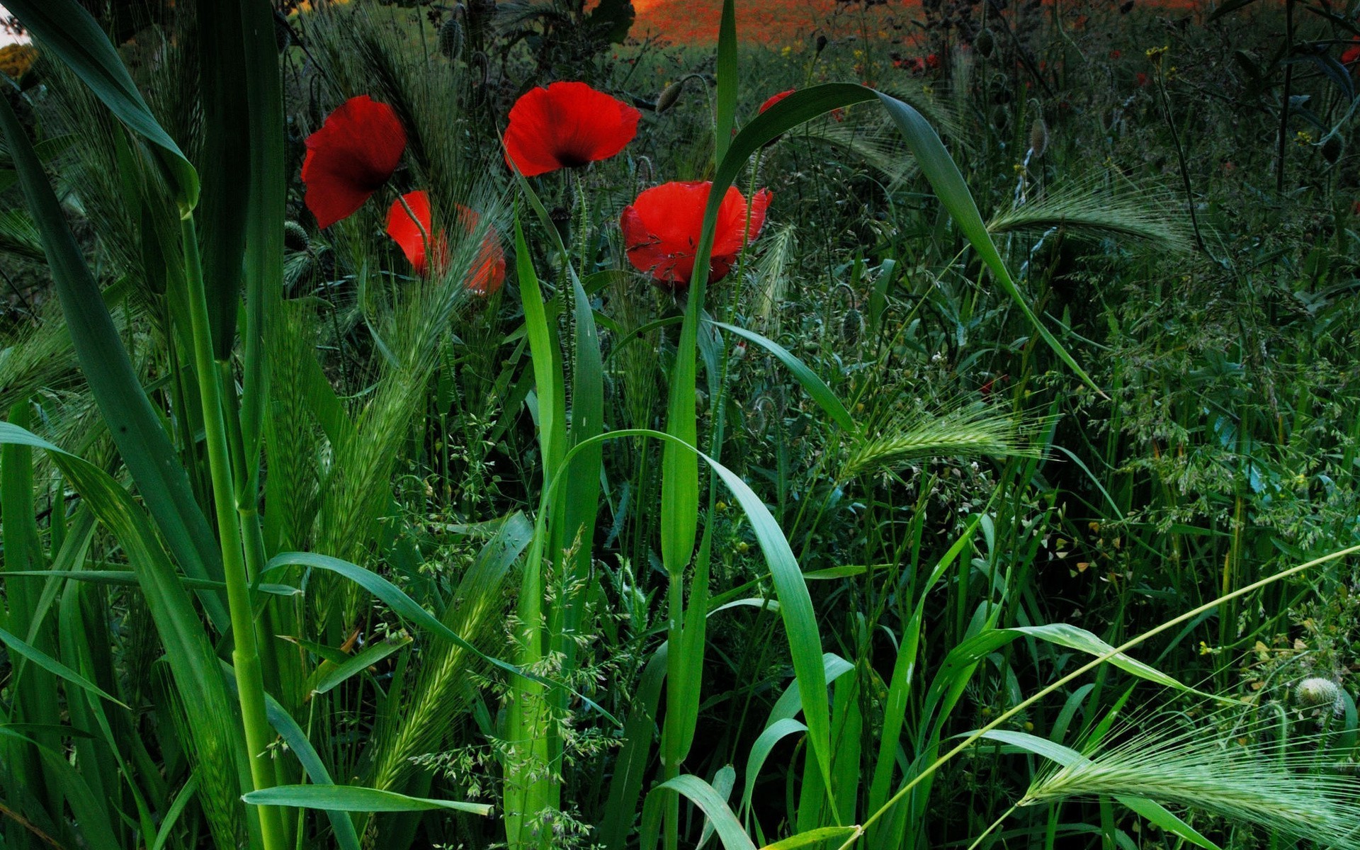 fleurs fleur flore nature champ herbe jardin été foin feuille couleur croissance saison environnement lumineux à l extérieur gros plan lumineux rural