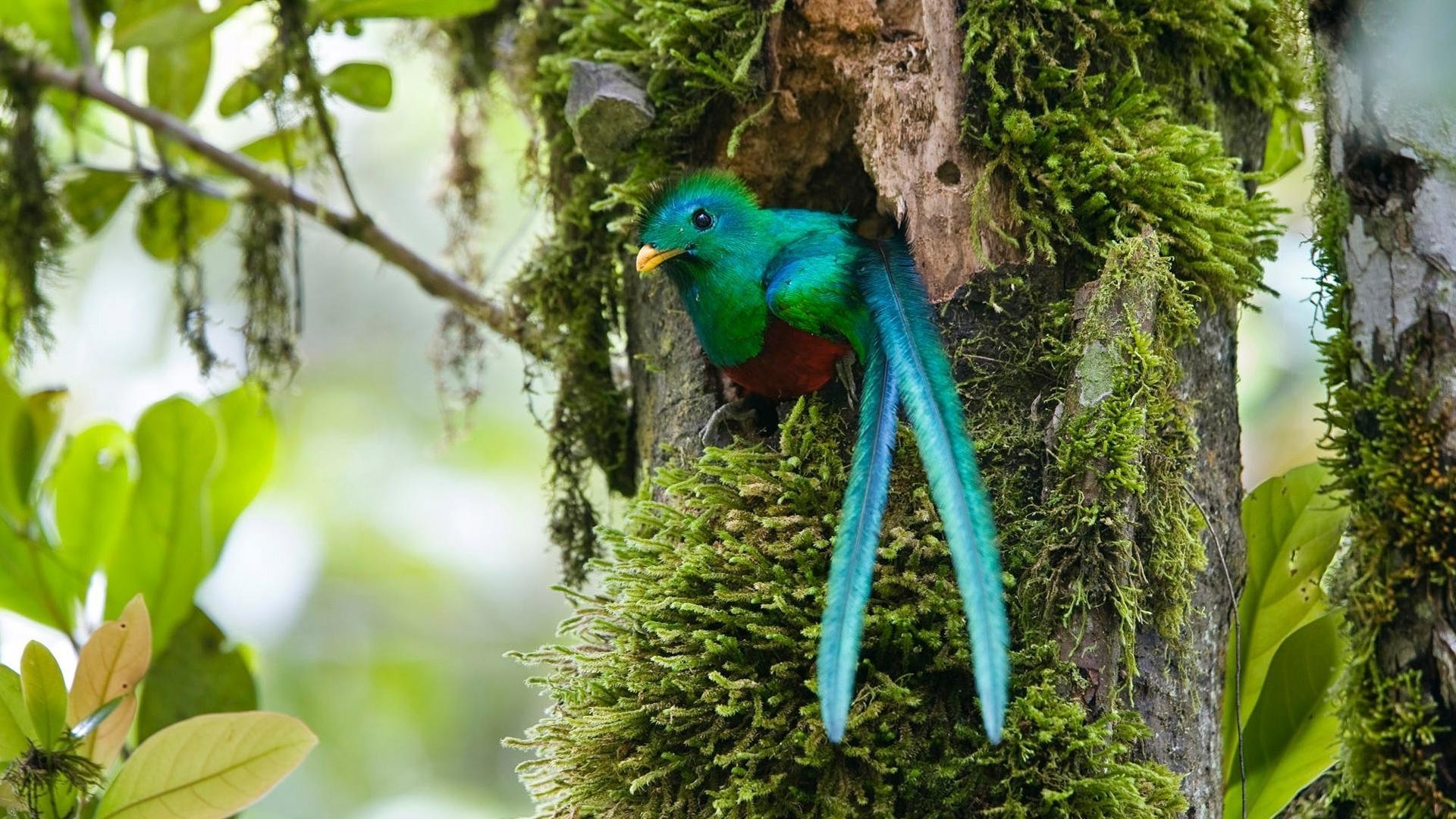 animais natureza tropical árvore pássaro vida selvagem floresta tropical madeira selvagem ao ar livre selva folha animal exótico ambiente parque verão cor jardim pouco