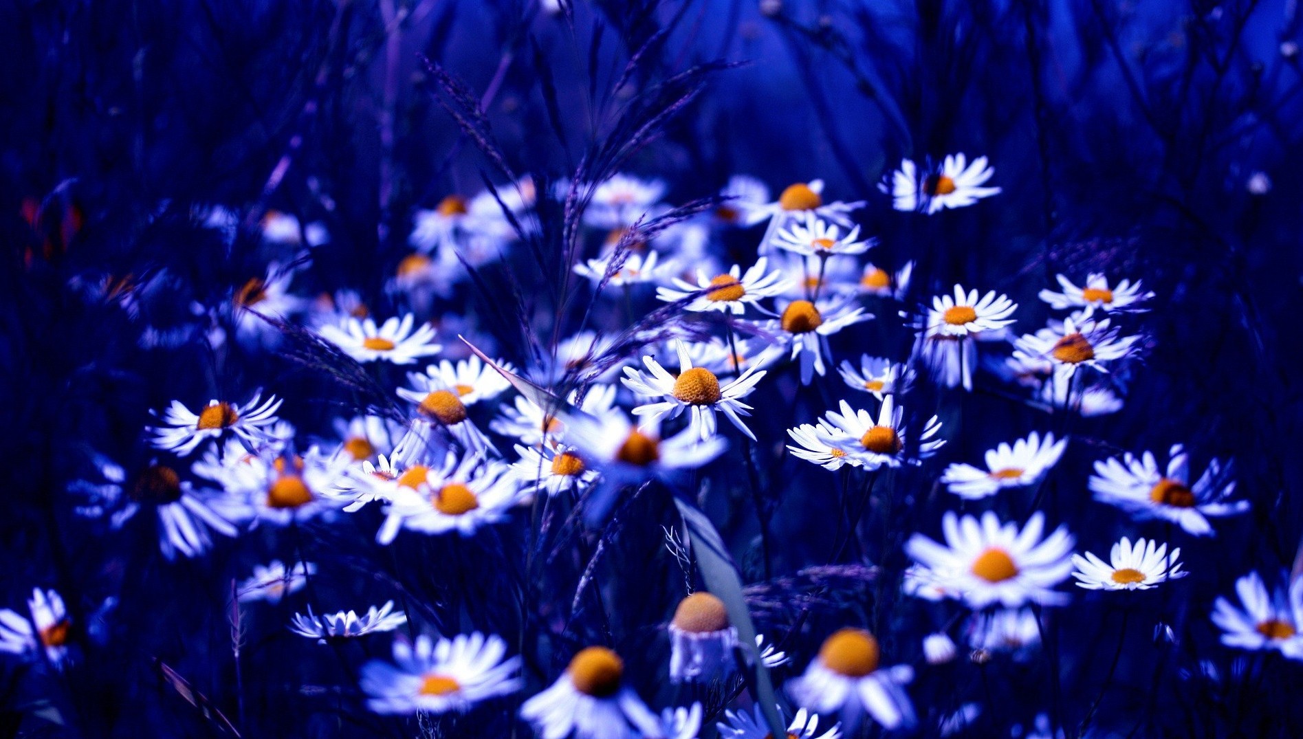 marguerites fleur nature lumineux été soleil couleur jardin flore bluming pétale beau temps beau en plein air champ floral lumière