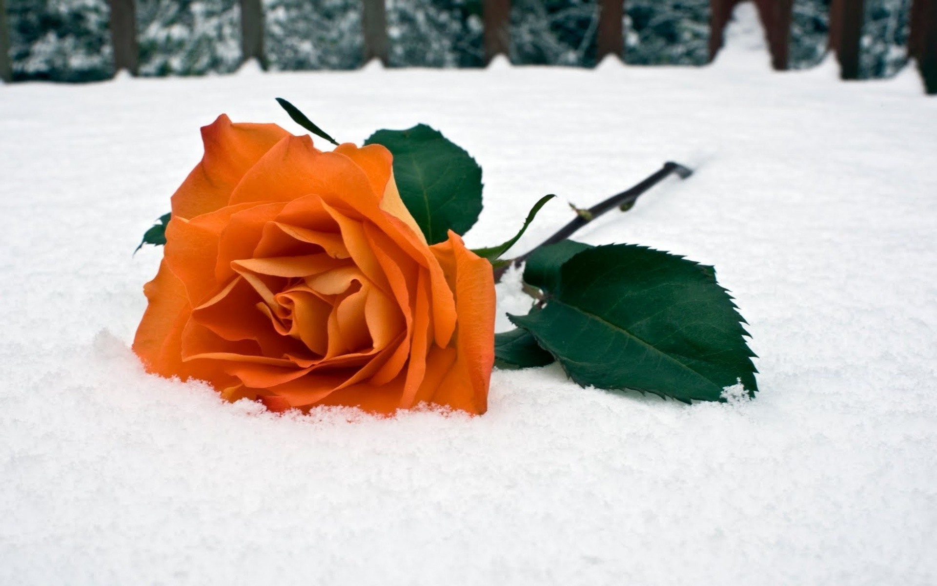 rosas inverno neve flor folha amor ainda vida romance natureza