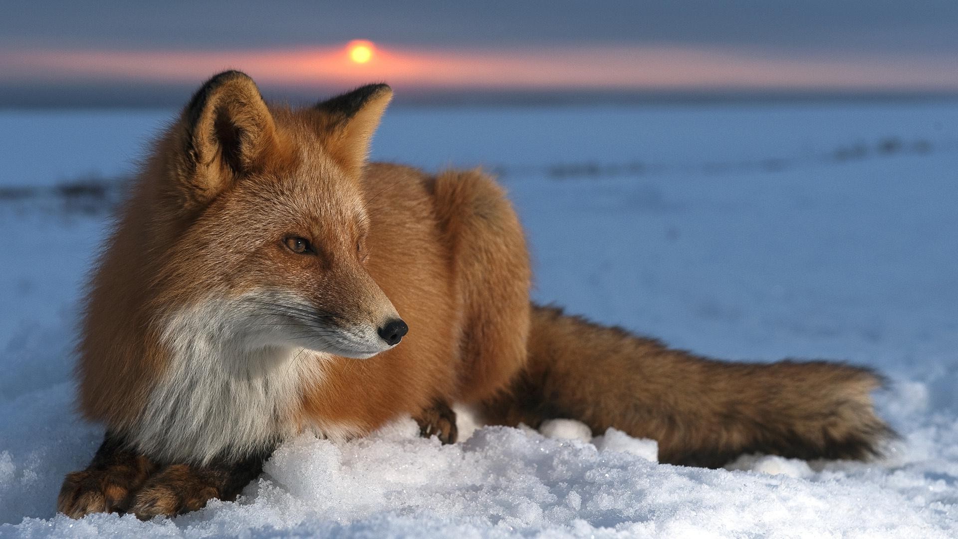 volpe mammifero fauna selvatica inverno neve canino all aperto natura animale pelliccia gelido predatore