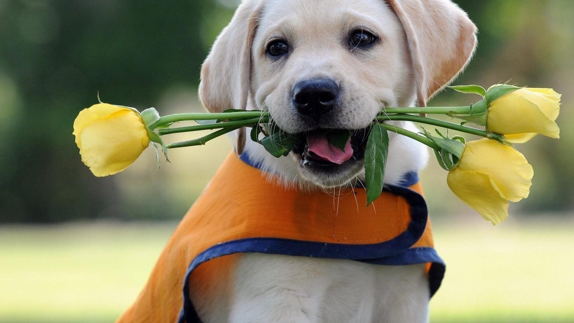 dogs cute grass dog nature outdoors little retriever pet summer portrait young park