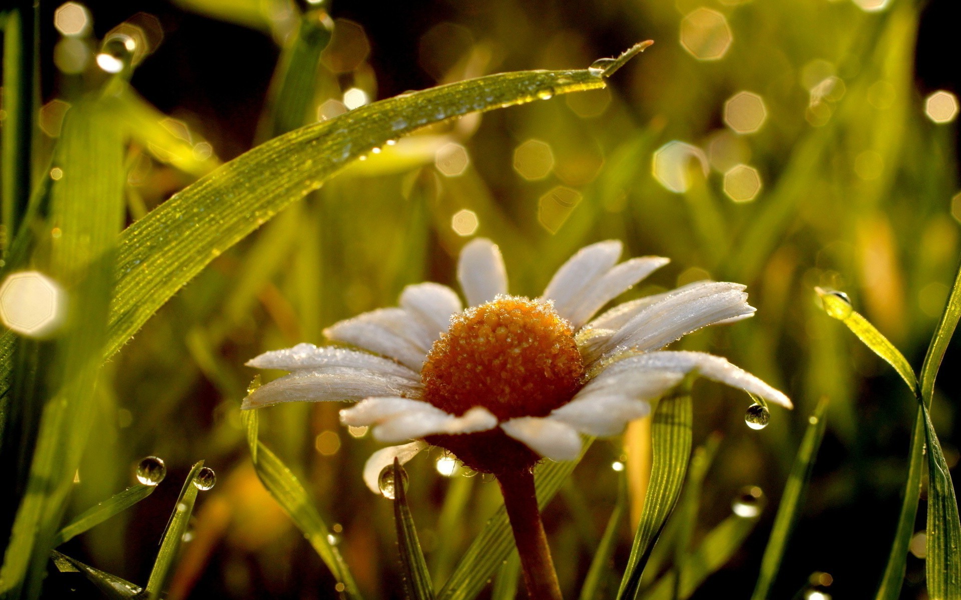 chamomile nature grass flower garden flora summer leaf outdoors field sun fair weather color bright close-up