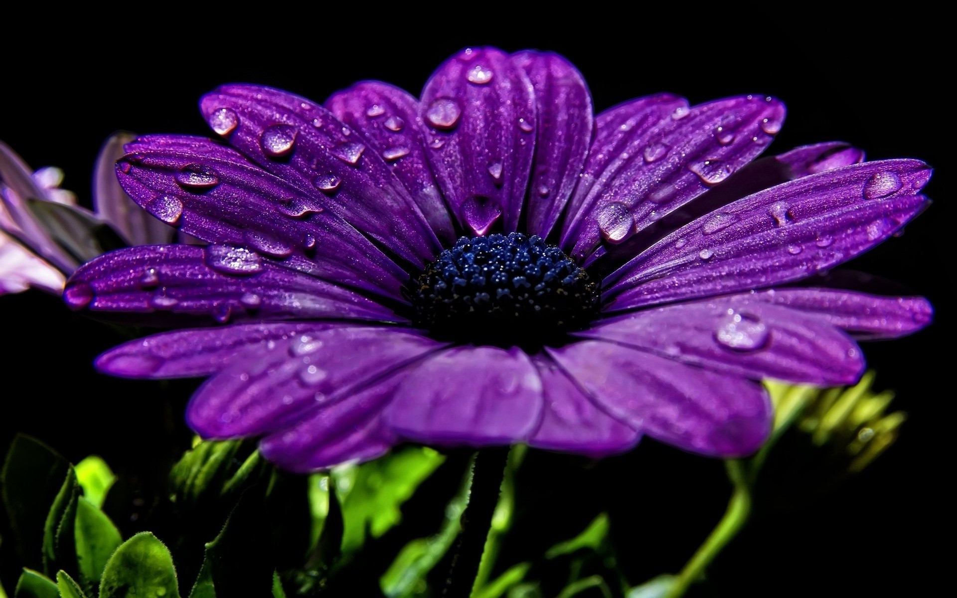 closeup flower nature flora garden summer petal blooming floral color leaf violet beautiful bright close-up botanical season