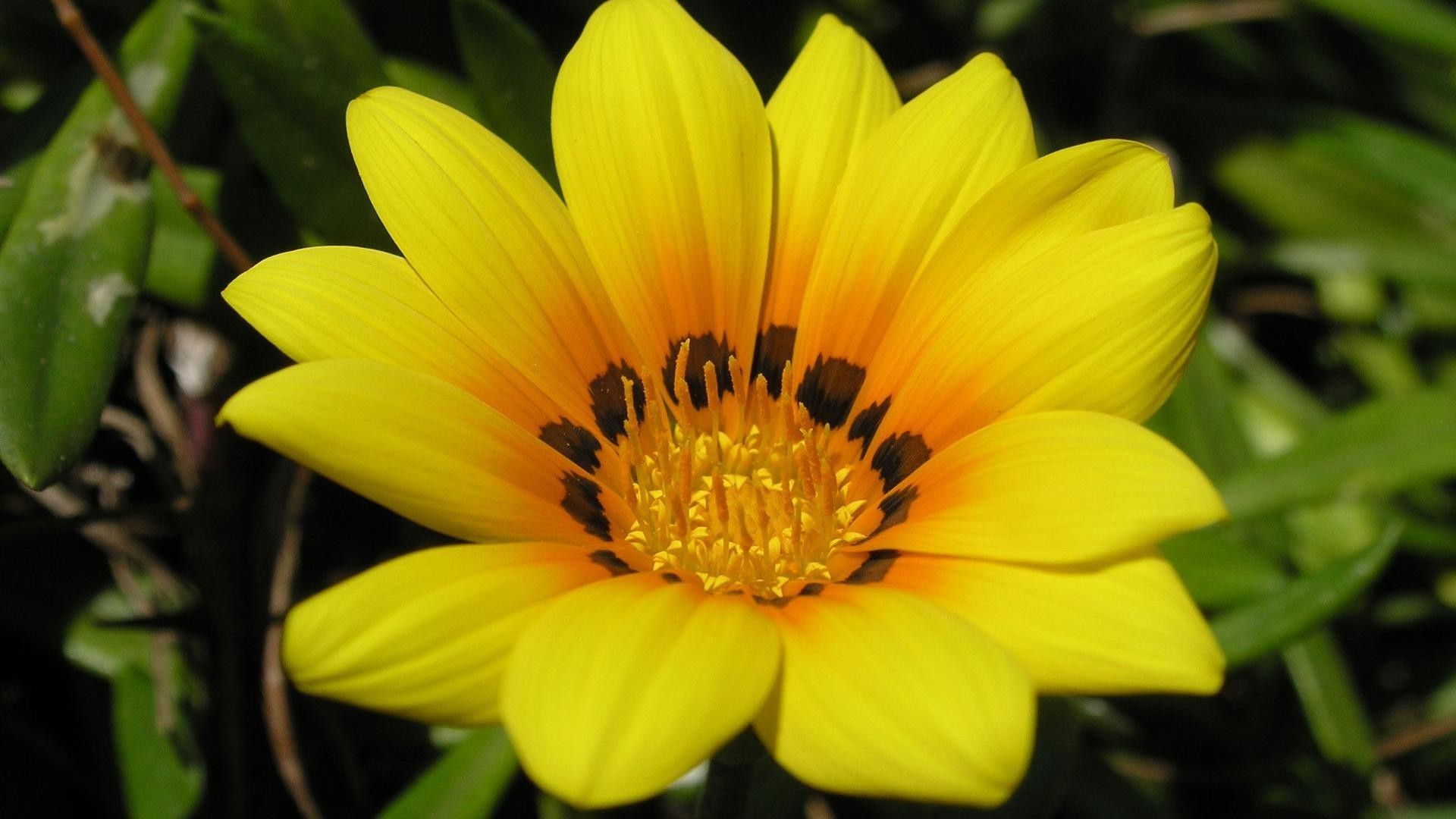 特写 自然 花 植物 夏天 花园 花瓣 叶 开花 花卉 明亮 颜色 花粉 生长 季节 植物 美丽