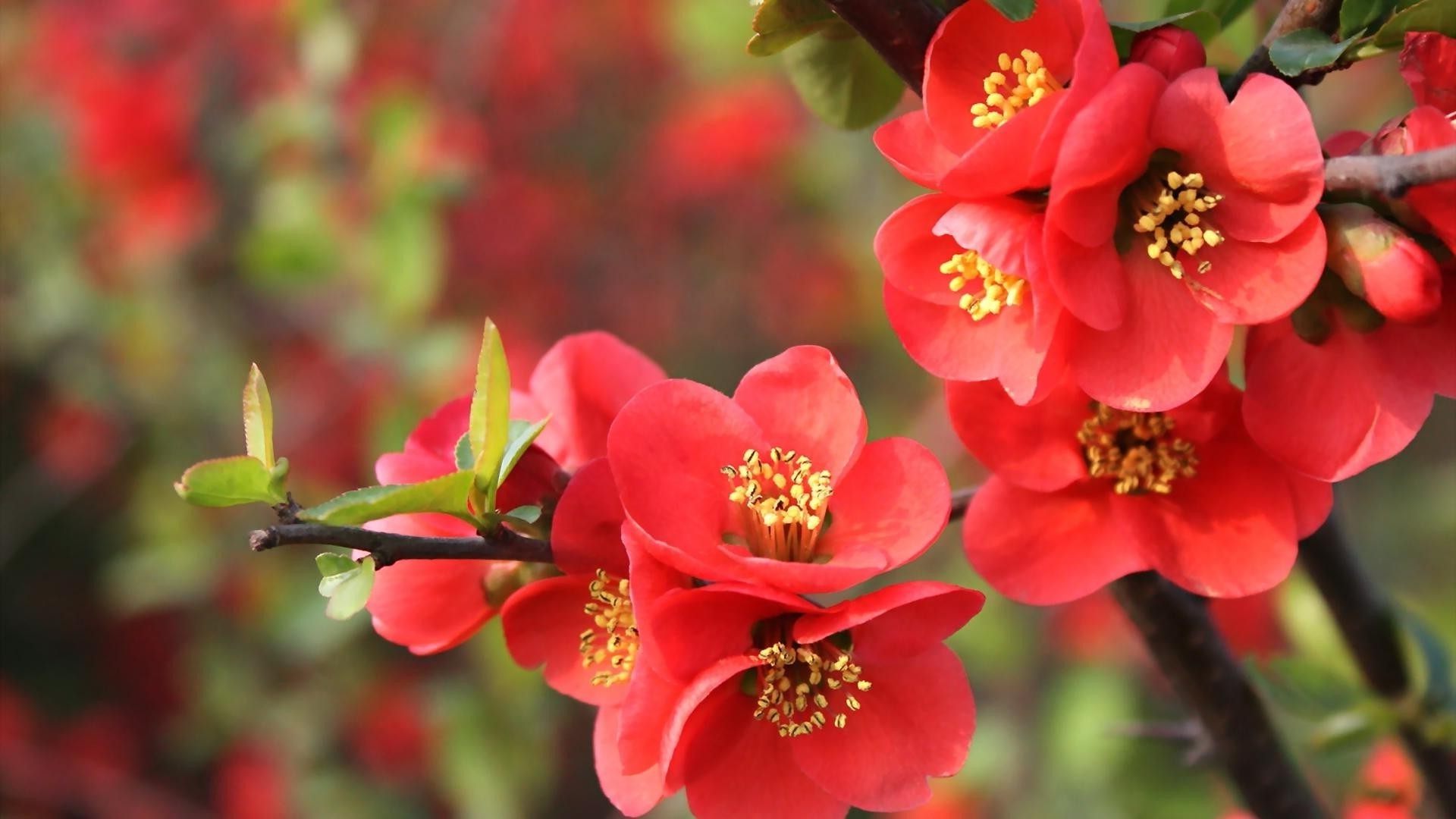 the flowers on the trees nature flower tree outdoors leaf garden branch