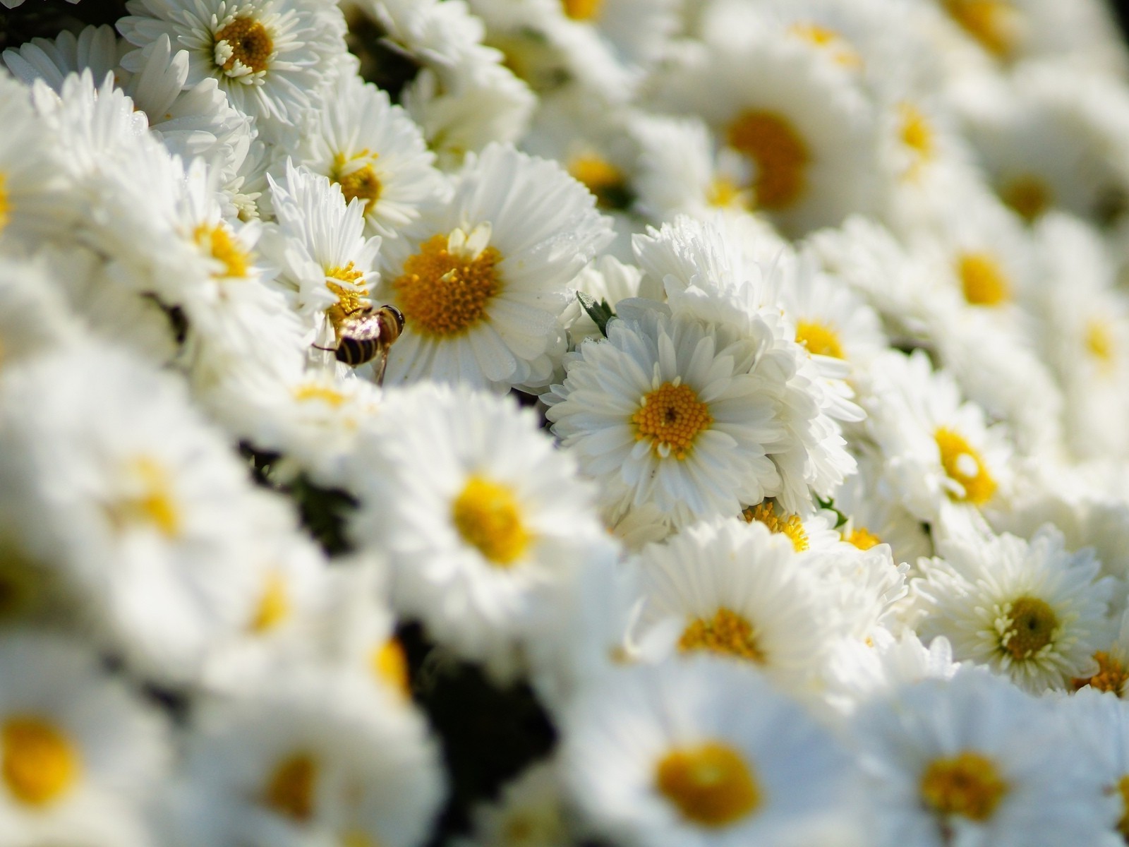 krizantem doğa çiçek flora yaz parlak çiçek yaprak sezon bahçe alan taçyaprağı çiçek açan renk yakın çekim papatyalar saman güzel yatak buket