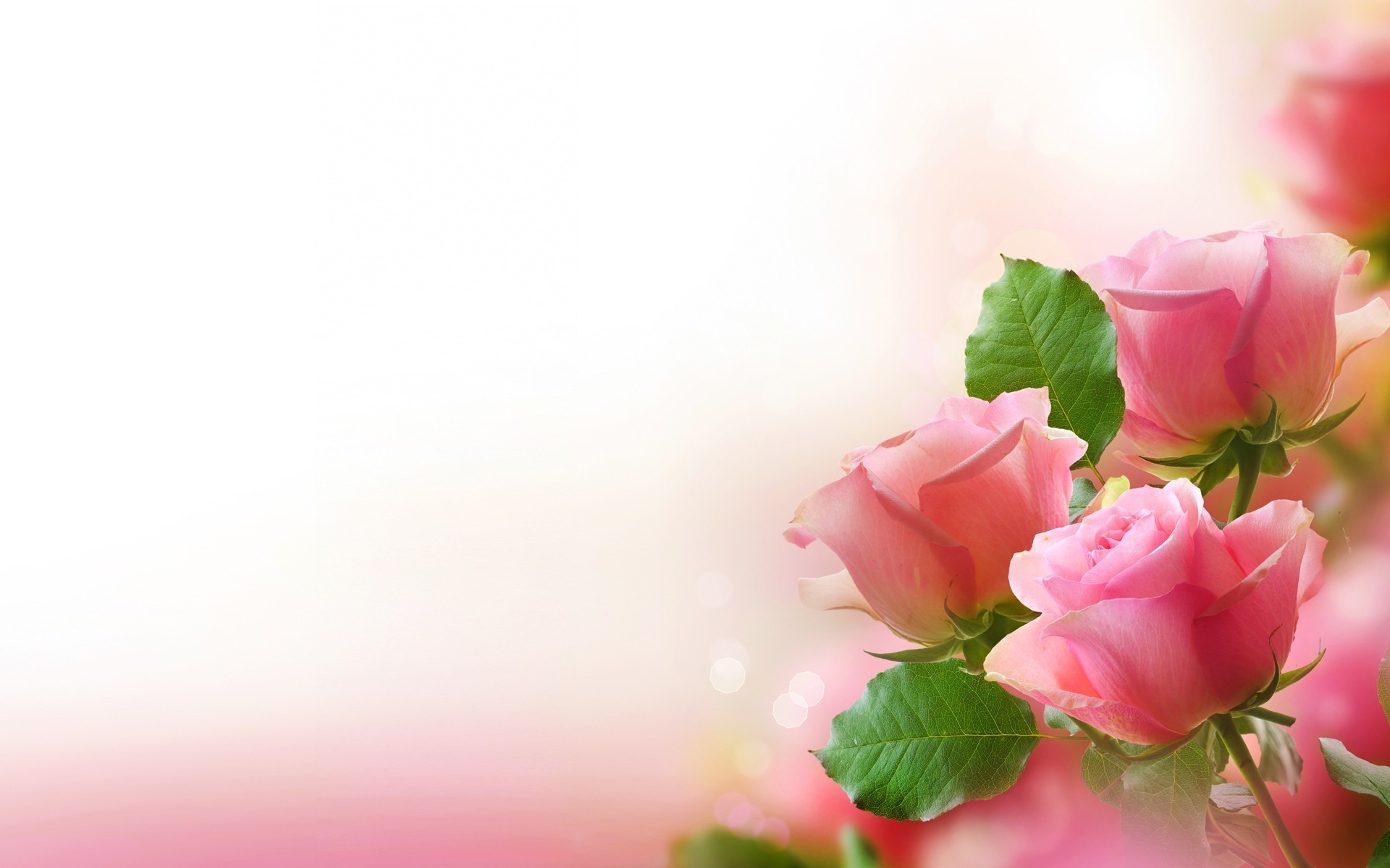 розы цветок природа лист лето лепесток яркий любовь цветочные флора романтика нежный сад блюминг