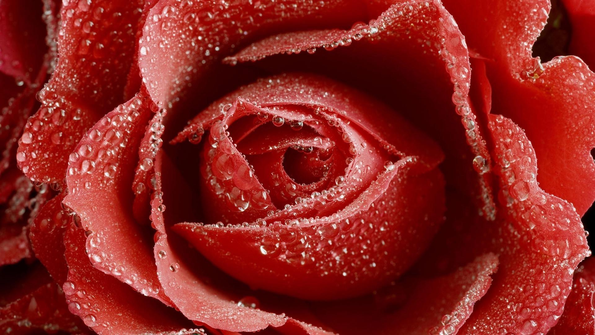 droplets and water rose flower love romance