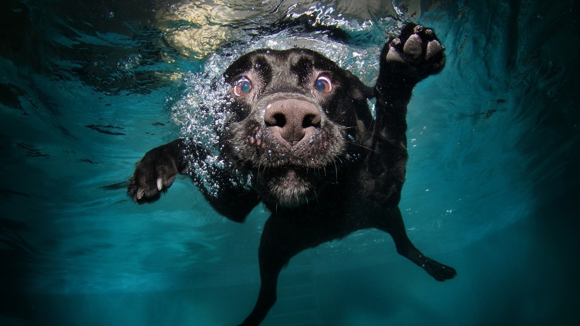 chien sous-marin natation eau mammifère un