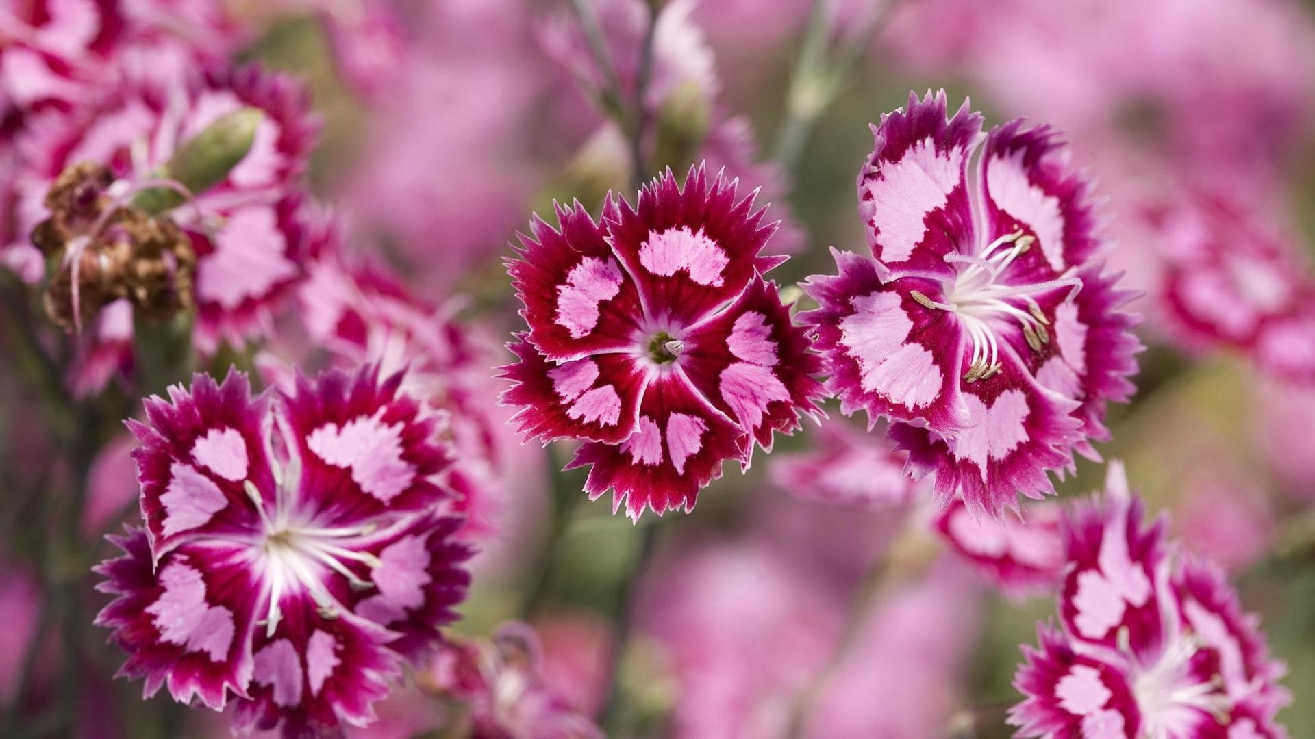 kwiaty kwiat natura flora kwiatowy ogród liść bluming kolor lato płatek jasny zbliżenie piękny klaster wzrost sezon park botaniczny bukiet