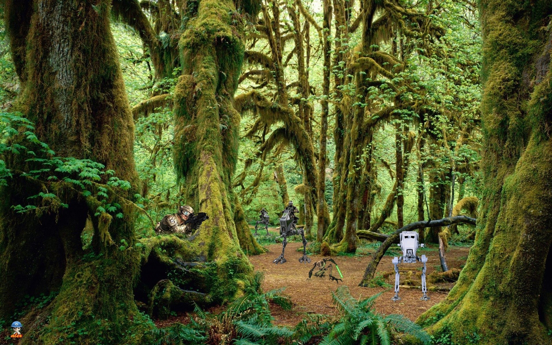 star wars madera árbol selva tropical hoja naturaleza parque selva medio ambiente paisaje fern exuberante musgo viajes flora al aire libre escénico raíz