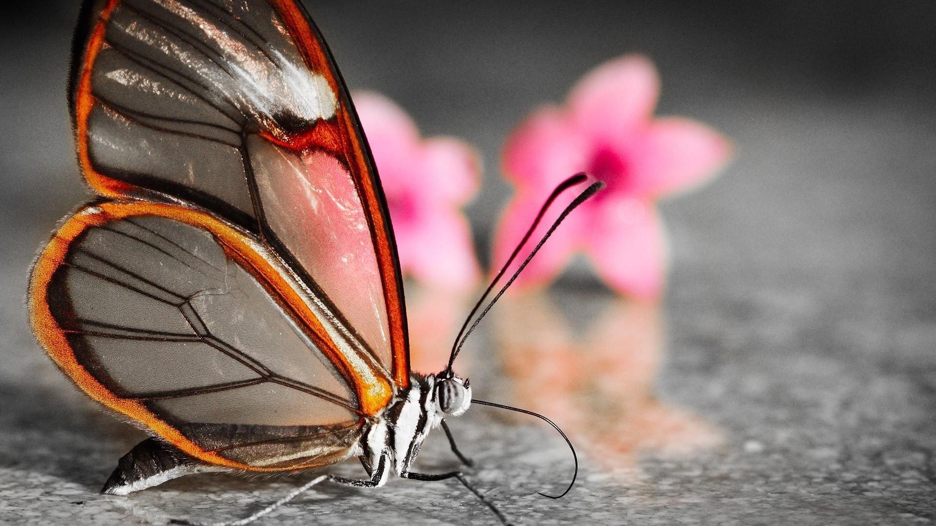 animaux papillon insecte invertébré nature à l extérieur unique la faune été aile animal fleur lumière du jour couleur