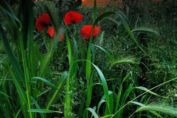 Rote Blüten ertrinken im Grün