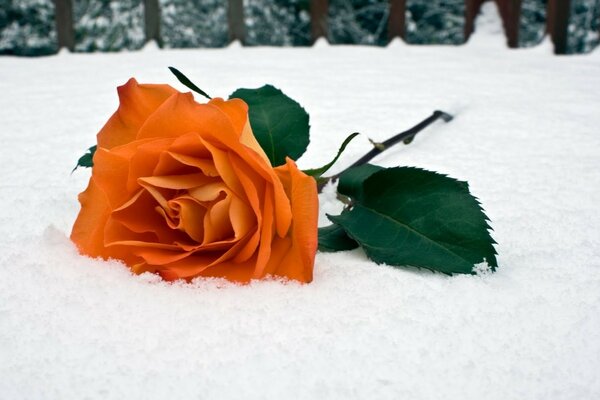 Eine orangefarbene Rose liegt im Schnee