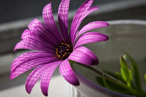 Fleur pourpre closeup