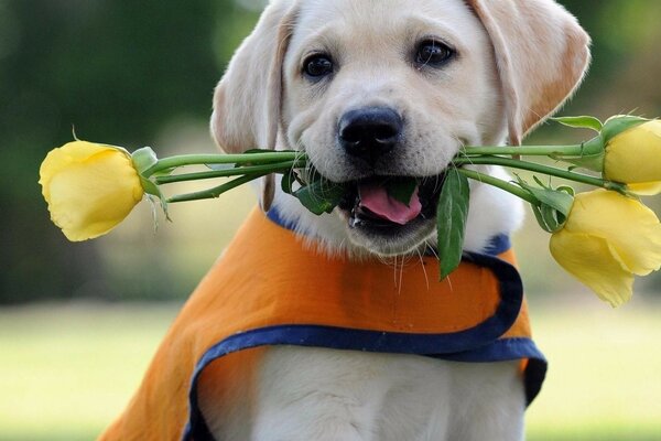 Cute dog with yellow tulips