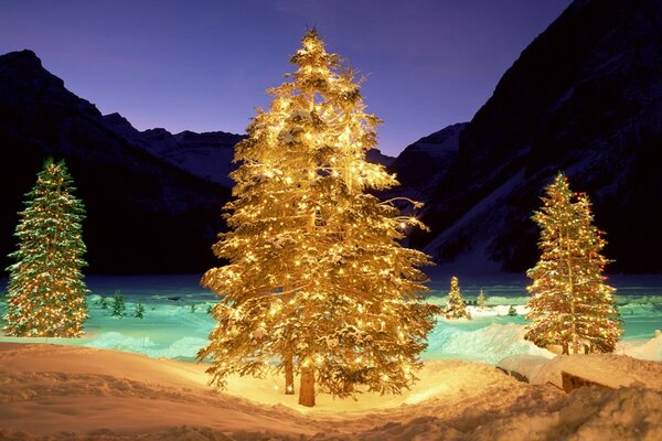 Weihnachtsbäume sind angespannt für das neue Jahr im Wald