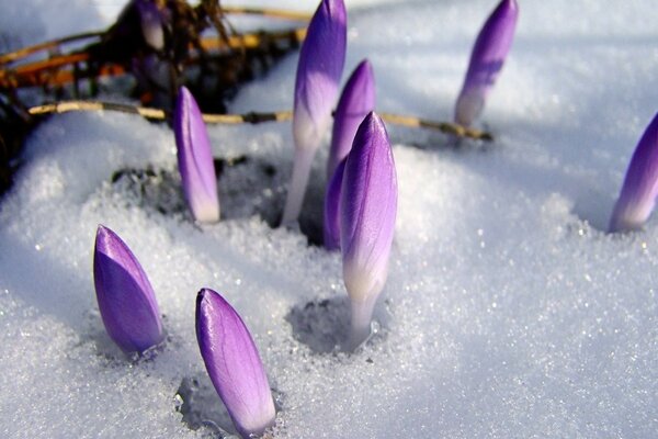 Flores púrpuras que se abren paso a través de la costra de nieve