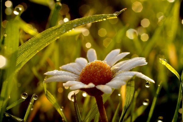 Morning chamomile after the rain