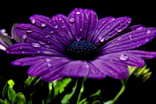 Fleur lilas avec des roses sur les pétales