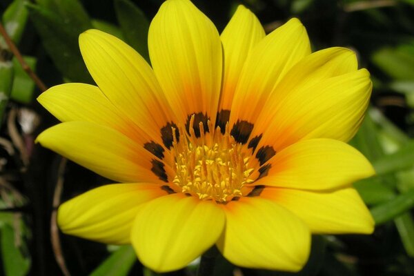 Primo piano del fiore giallo