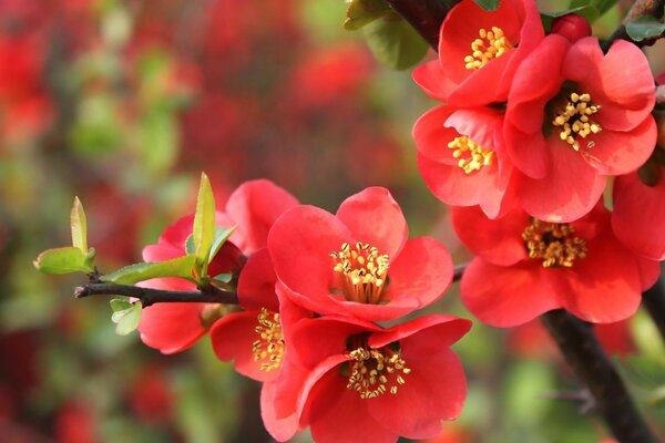 Flores vermelhas brilhantes em um galho de árvore