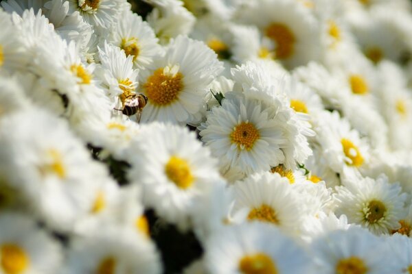 Wallpaper. Lots of white charisanthemums