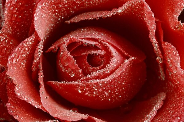 Gotas de agua en una rosa roja