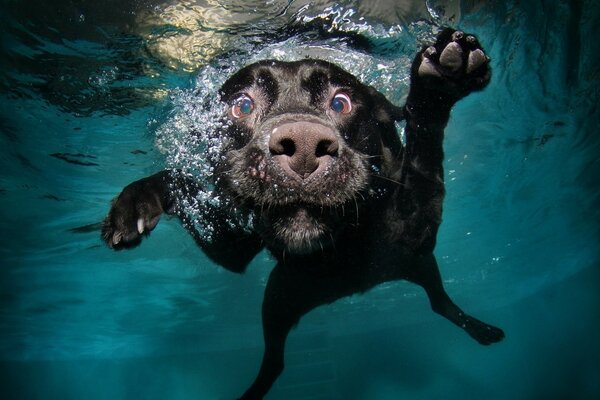 Funny dog in the water