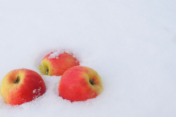 Mele sulla neve bianca