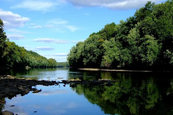 Fiume calmo nella foresta estiva frondosa