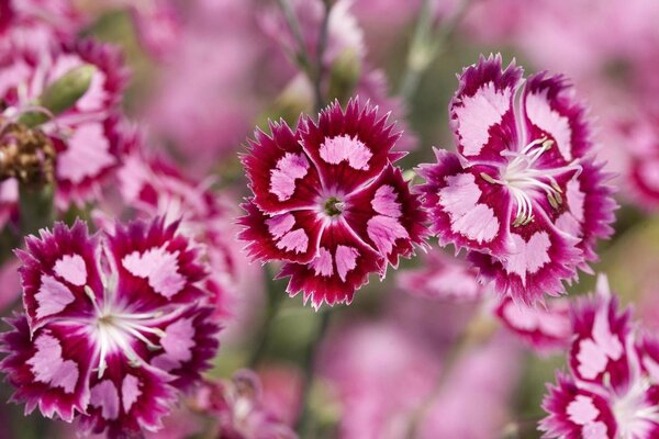 Fleurs du monde beauté autour