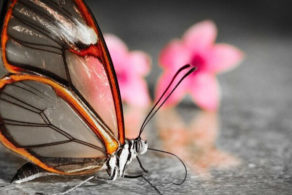 Hermosa mariposa con flores de color rosa