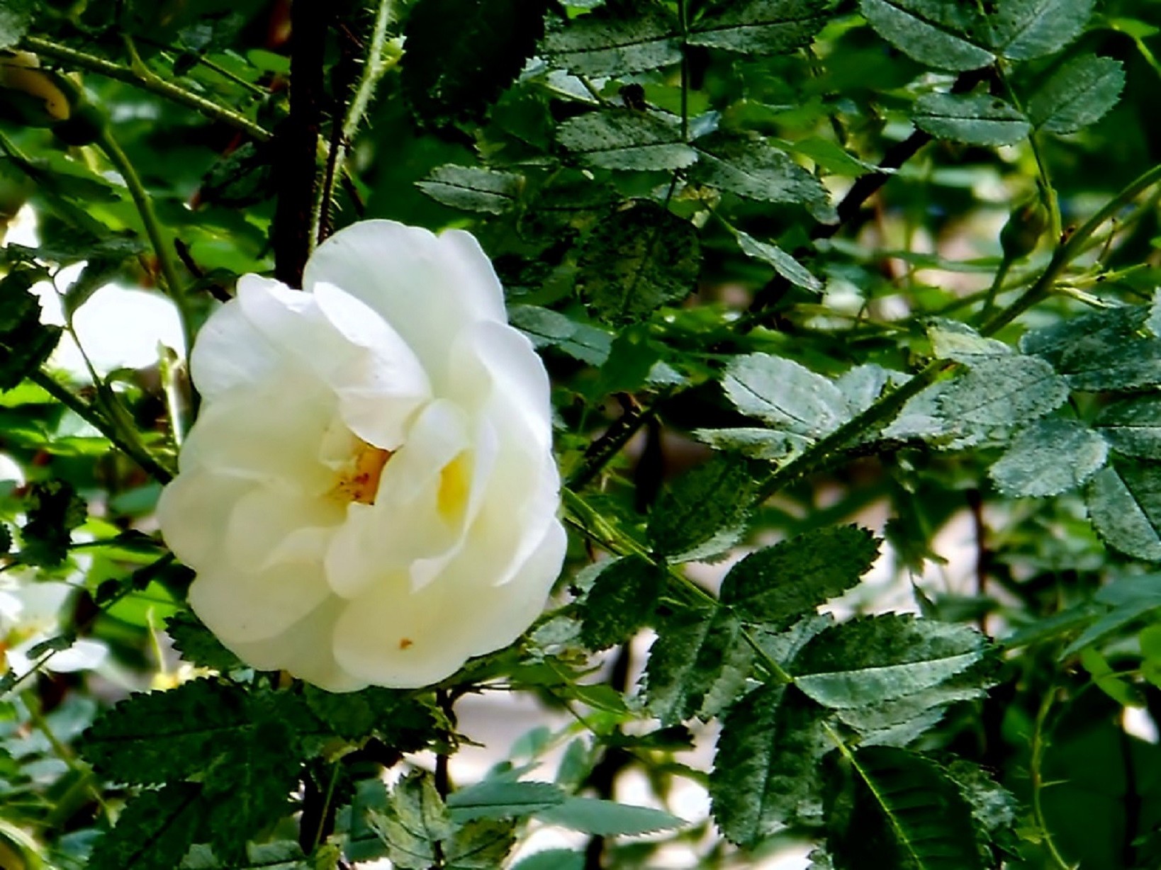 花 花 叶 植物 自然 花园 生长 夏天 花 开花 颜色 灌木 户外 明亮 树 特写 花瓣 植物 玫瑰 中等