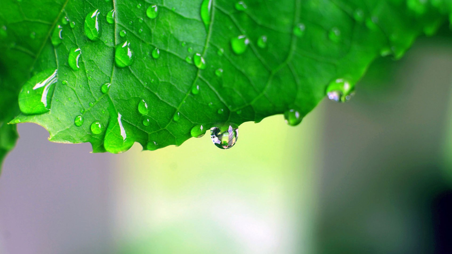 leaves rain leaf dew droplet drop flora wet raindrop purity nature environment garden water growth ecology summer lush freshness