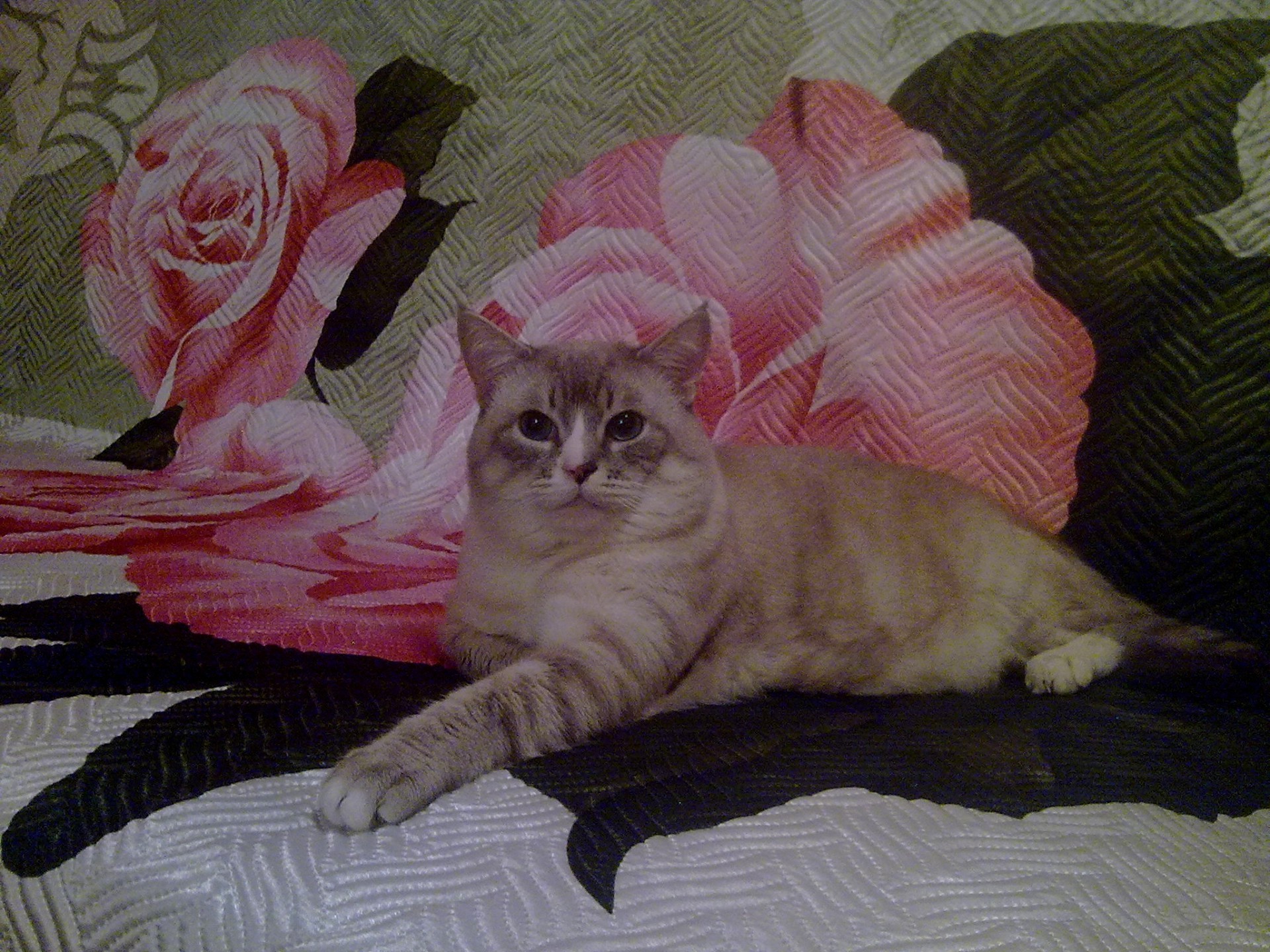 кошки кошка кровать подушка портрет один сон млекопитающее пэт