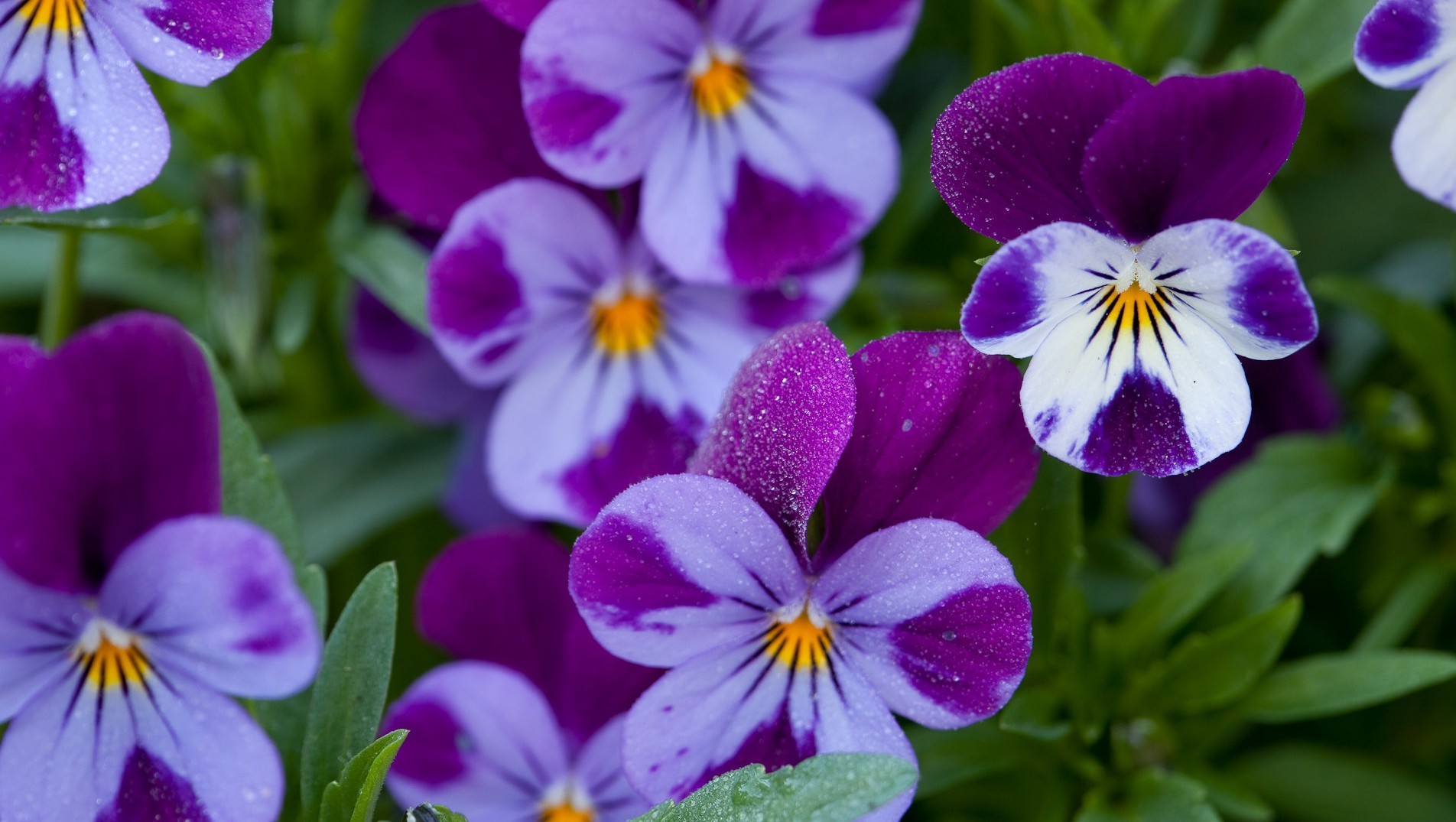 primo piano fiore natura floreale bloom flora giardino viola viole del pensiero foglia petalo colore viola luminoso estate