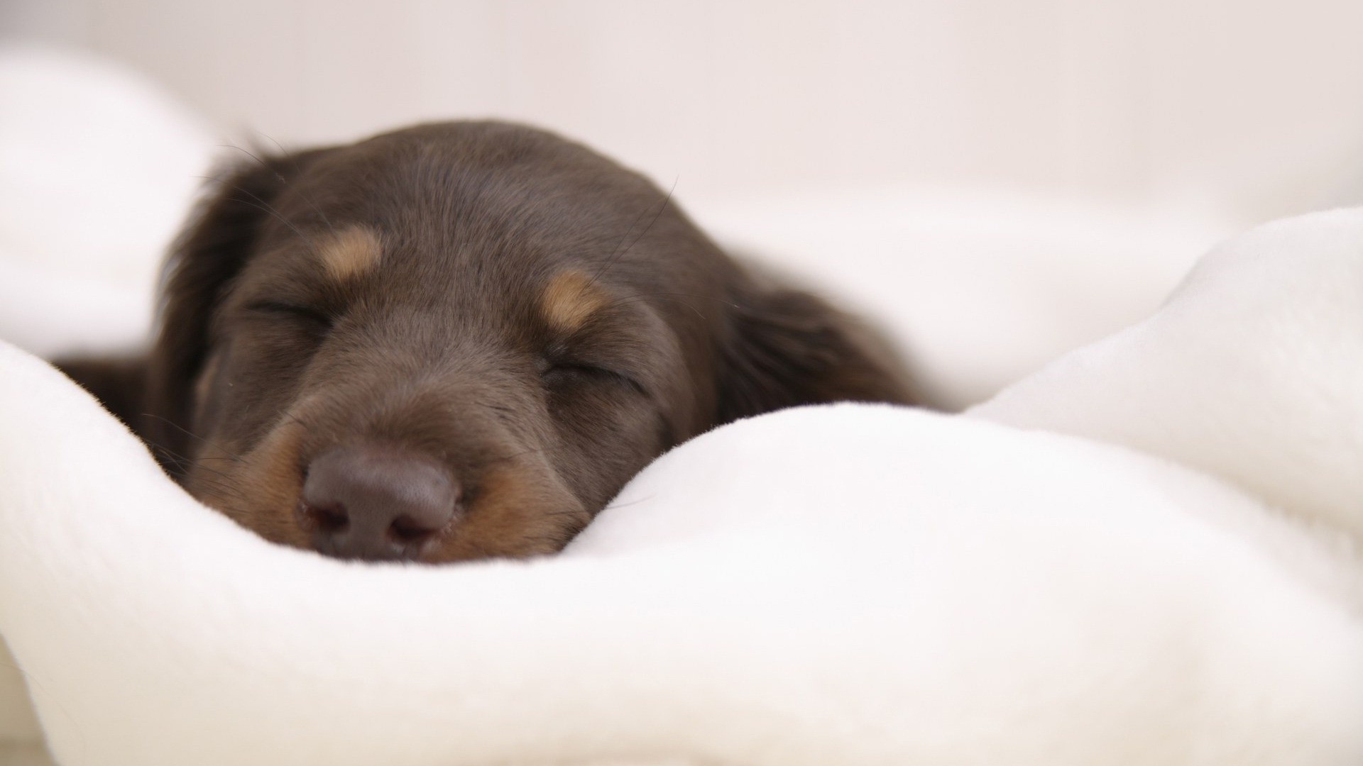 dogs dog cute pet mammal animal portrait puppy little canine baby sleep