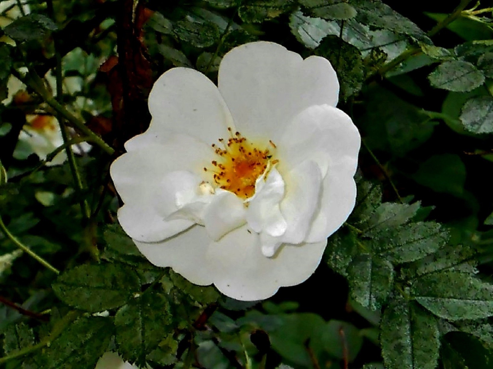 flowers flower nature flora leaf garden blooming summer floral color growth rose petal outdoors bright