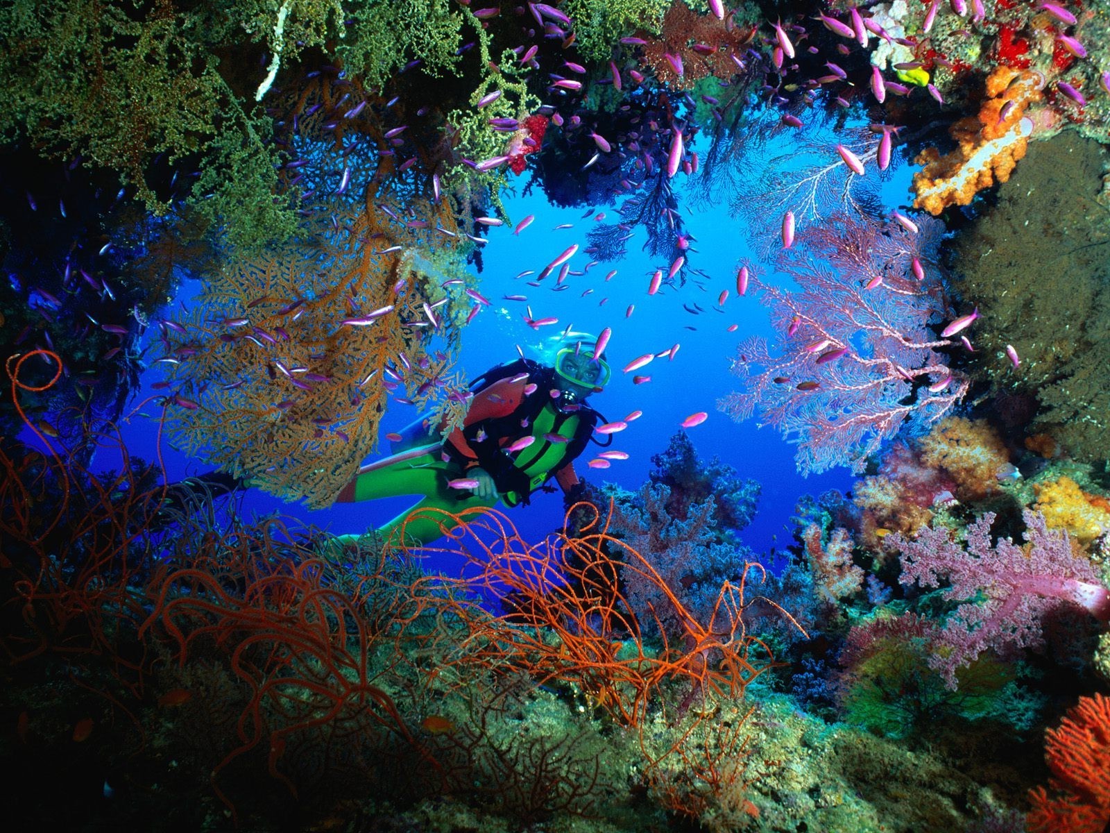 mar y océano bajo el agua peces coral arrecife océano agua buceo invertebrados snorkel acuario