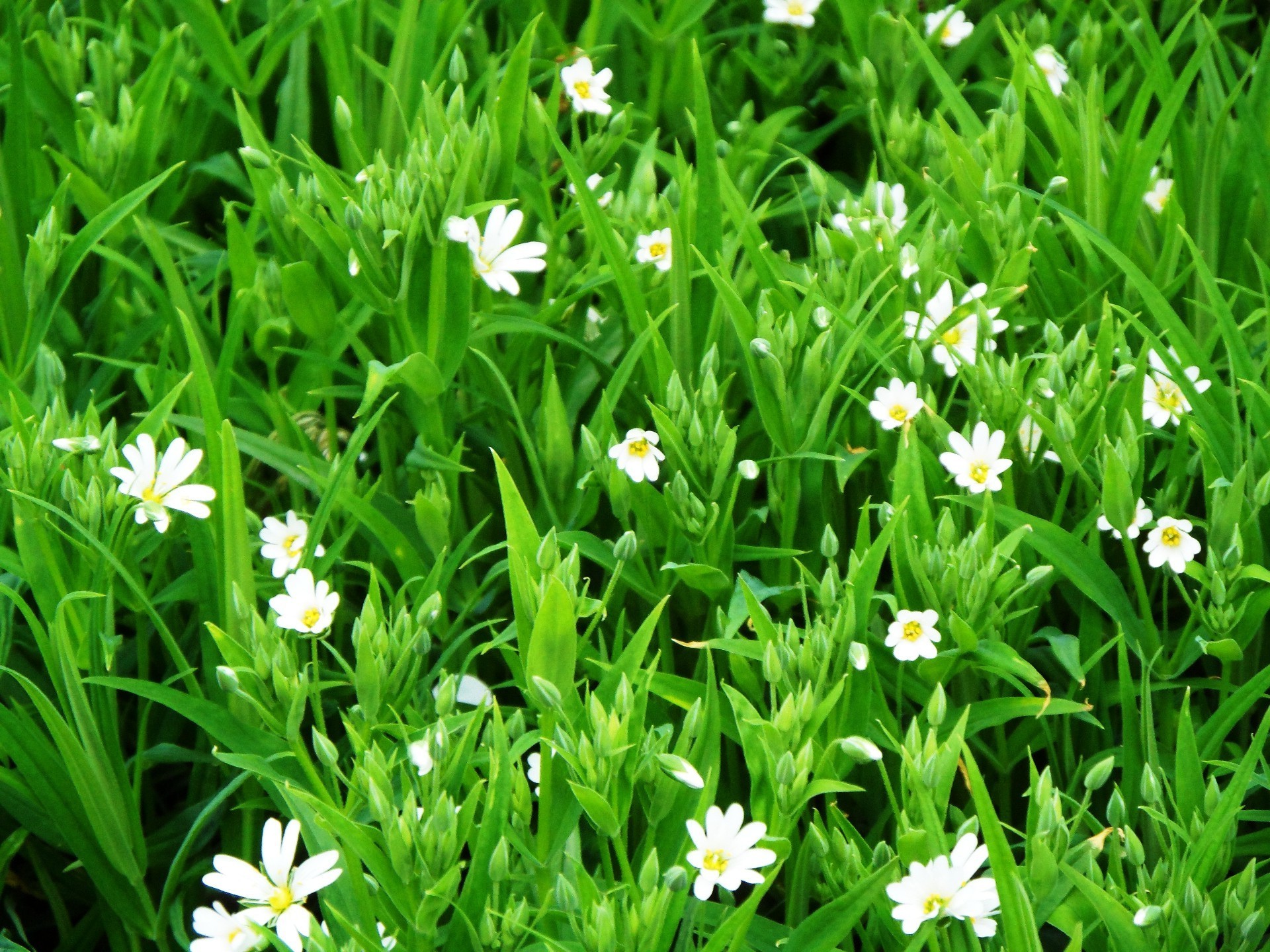 fleurs herbe foin flore fleur été nature jardin pelouse champ feuille beau temps saison mercredi pâques lumineux croissance soleil floral fraîcheur