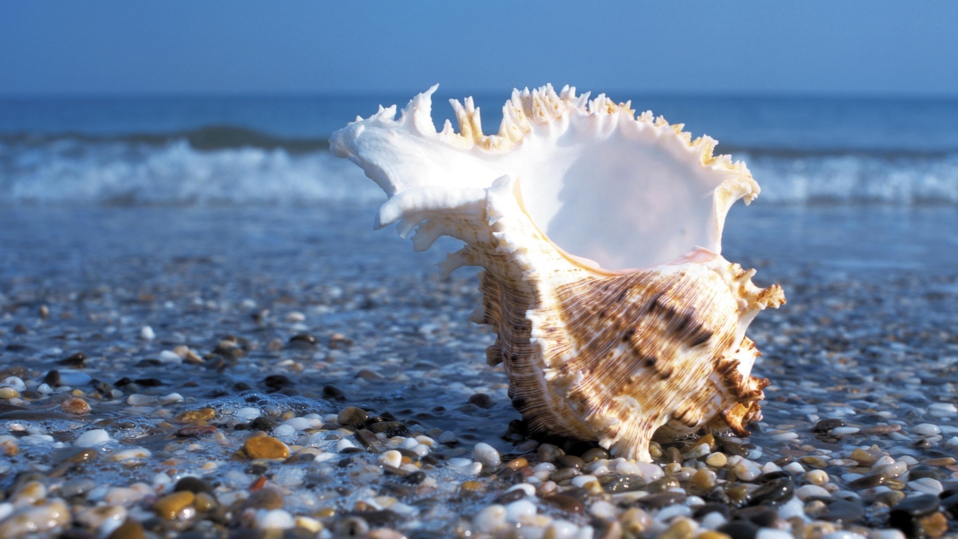 mare e oceano spiaggia mare mare oceano acqua sabbia costa natura conchiglie conchiglia costa estate viaggi tropicale mare vacanza onda cielo sole