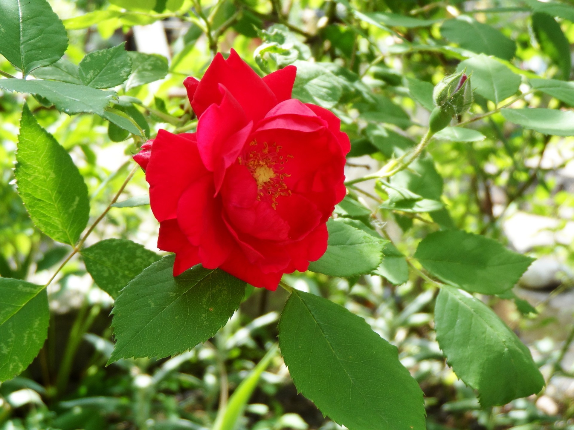 玫瑰 自然 叶 花 植物 夏天 花园 明亮 生长 盛开 户外 花卉 灌木 浪漫 花瓣 美丽 特写 颜色