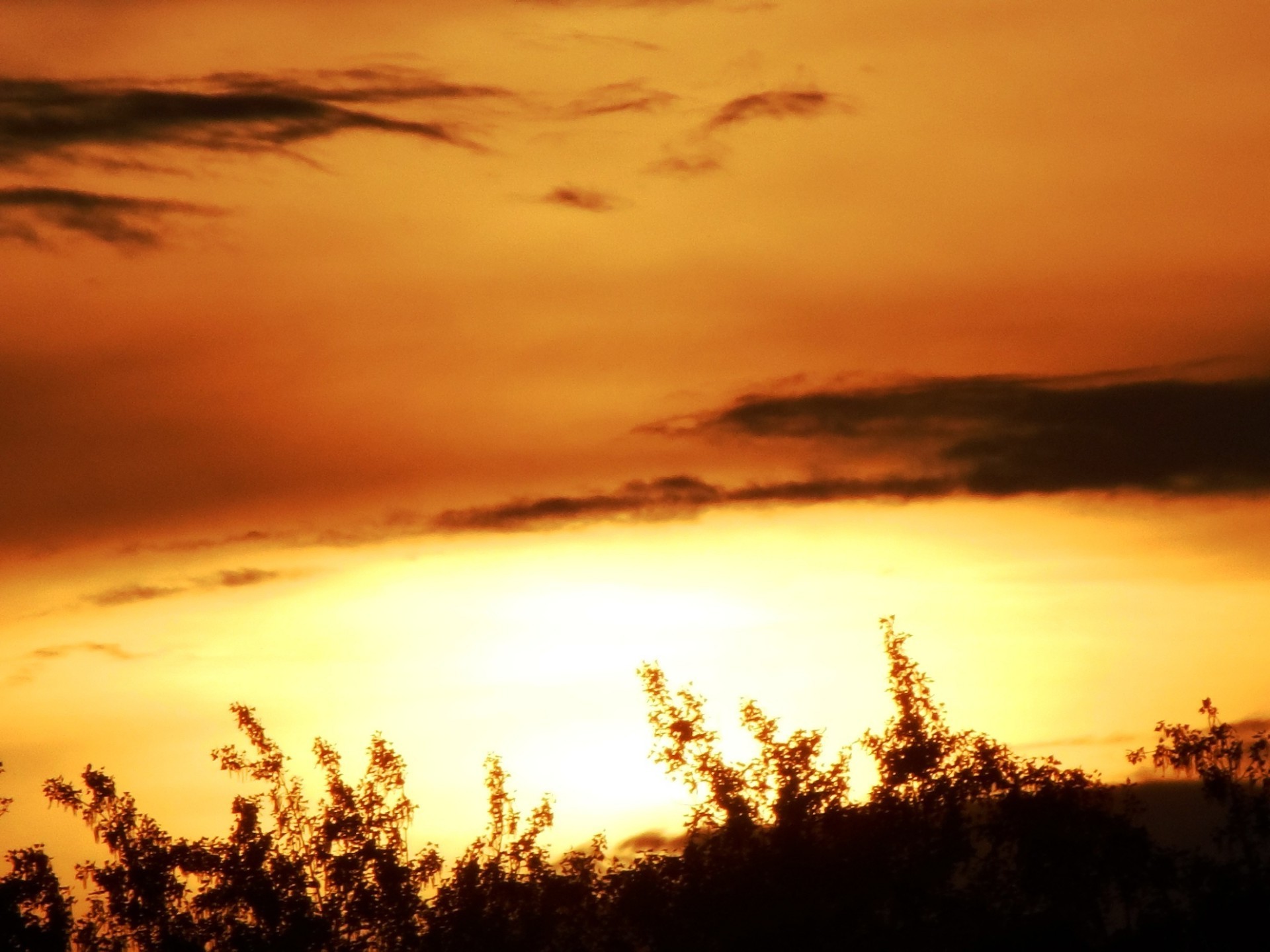 日落和黎明 日落 黎明 太阳 傍晚 天空 黄昏 景观 自然 雾 照明 户外 剪影 好天气 雾 光 树