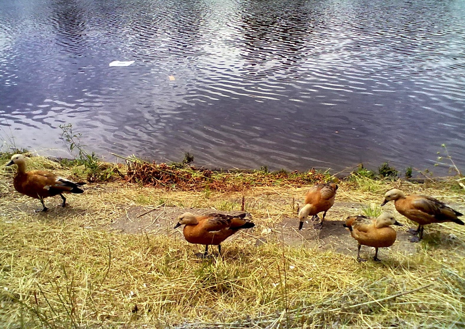 animals bird wildlife grass animal nature water outdoors poultry duck goose wild mammal rural two farm summer waterfowl