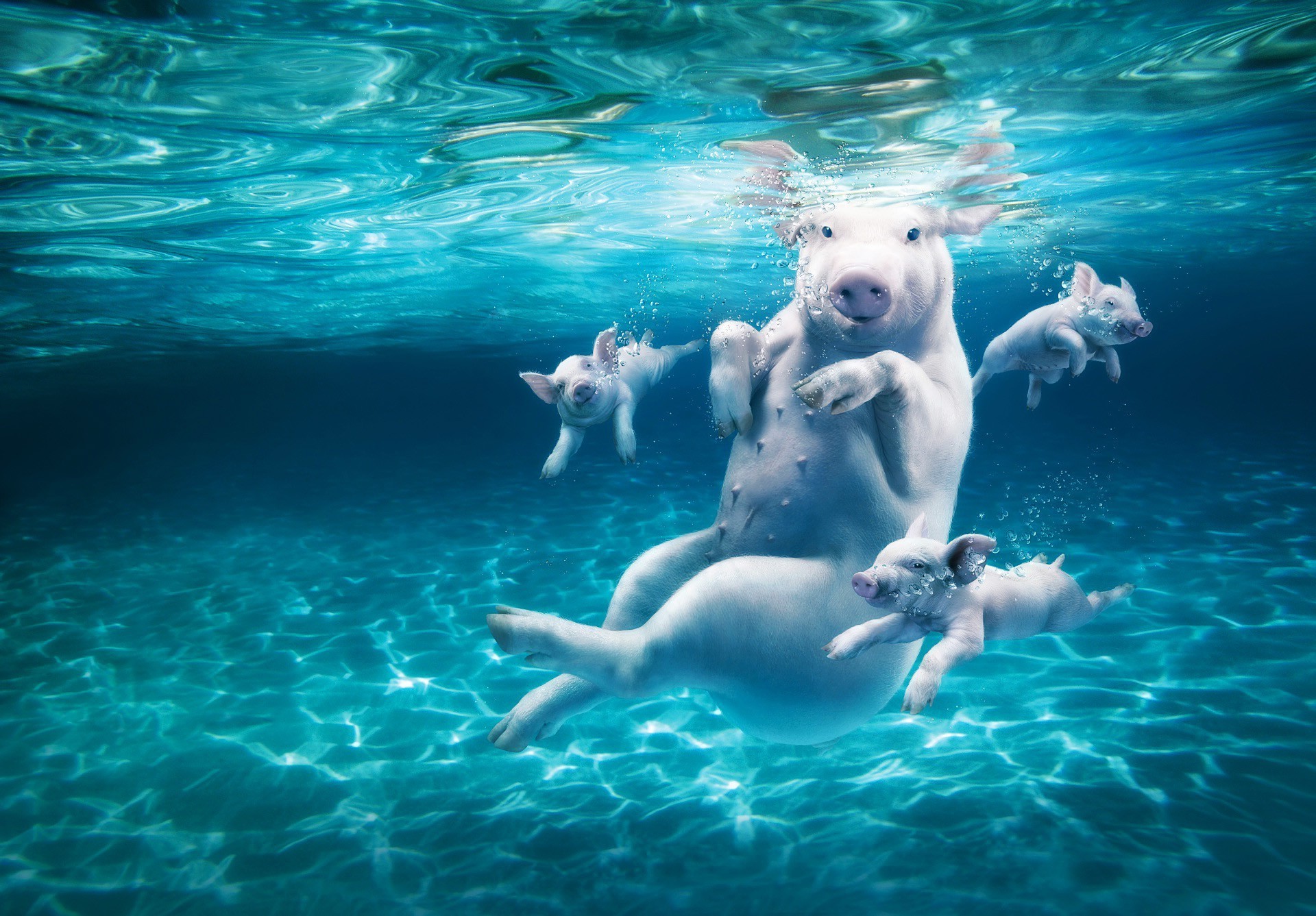 cochon natation sous-marin eau nageur loisirs humide piscine plaisir plongée un sports nautiques été piscine