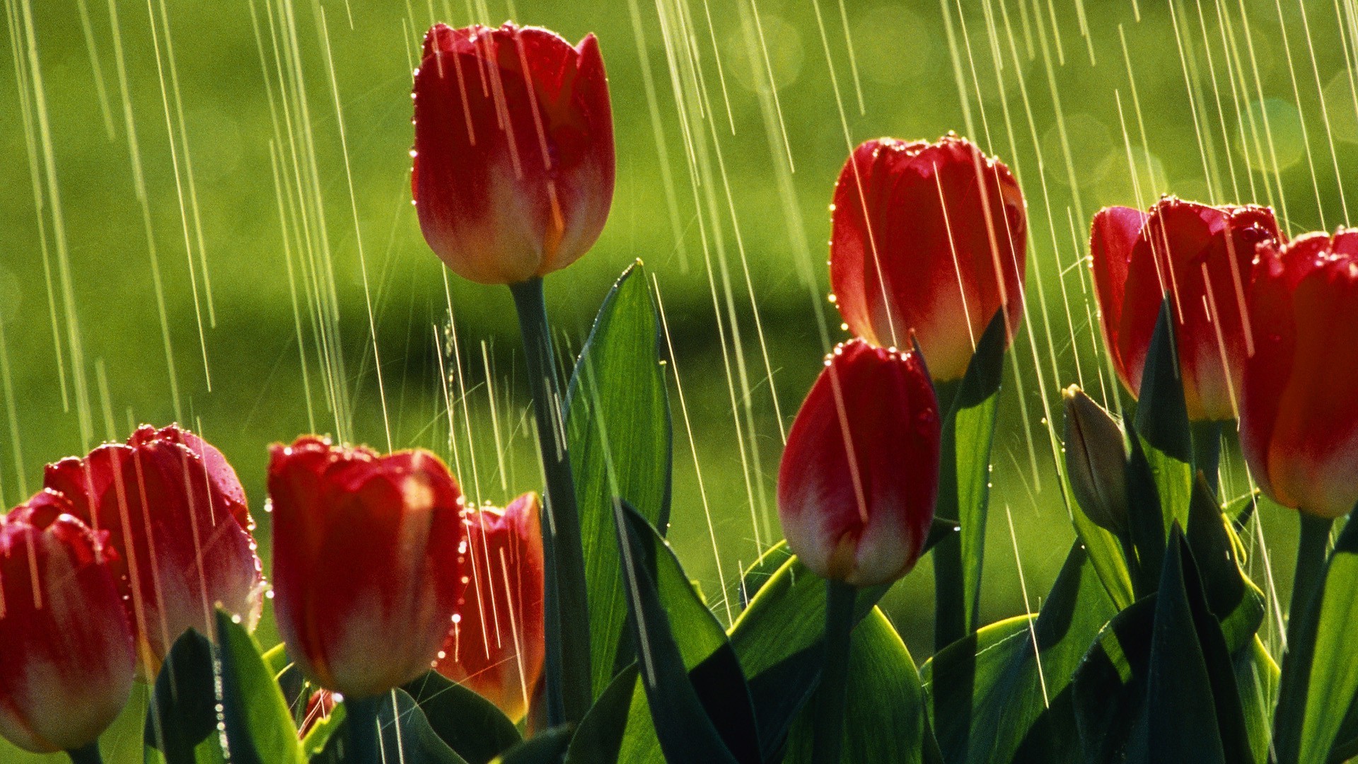 tulipanes tulipán naturaleza flor hoja flora jardín verano brillante floral color temporada campo pétalo crecimiento pascua