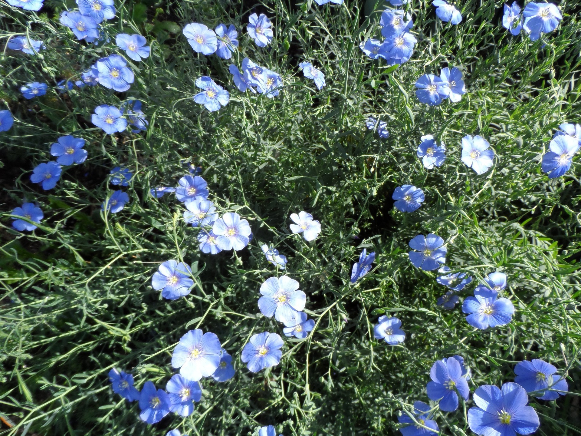 flowers flower flora nature summer hayfield freshness garden floral leaf grass blooming season color field bright outdoors petal environment sunny wildflower