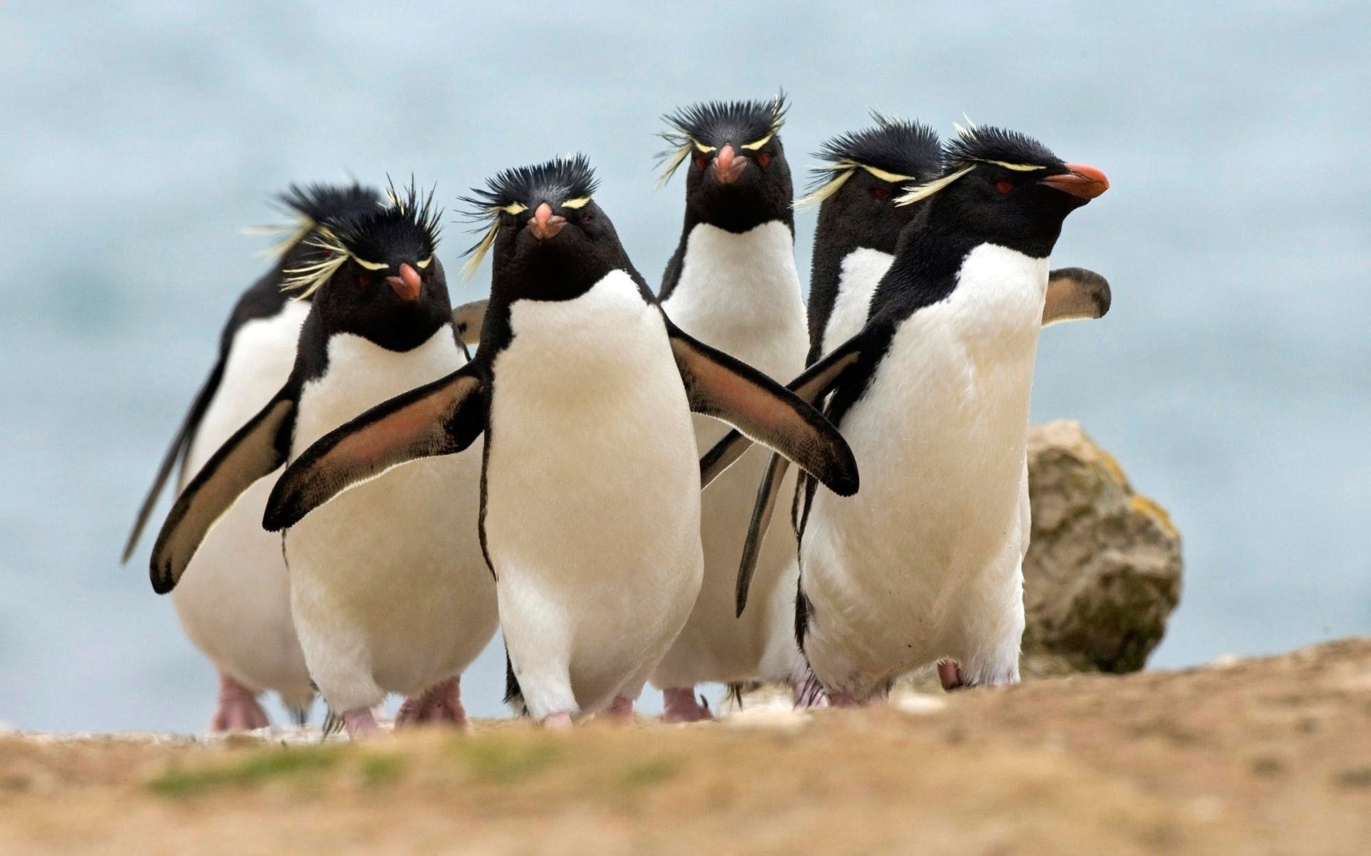 animais pássaro vida selvagem animal natureza mamífero selvagem sozinho ao ar livre senhoras gelado